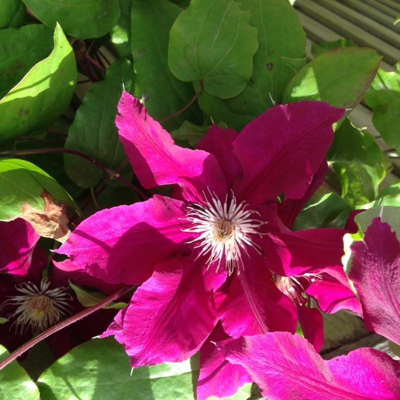 Clematis (Pruning Group 2 - Large Flowering Cultivars)