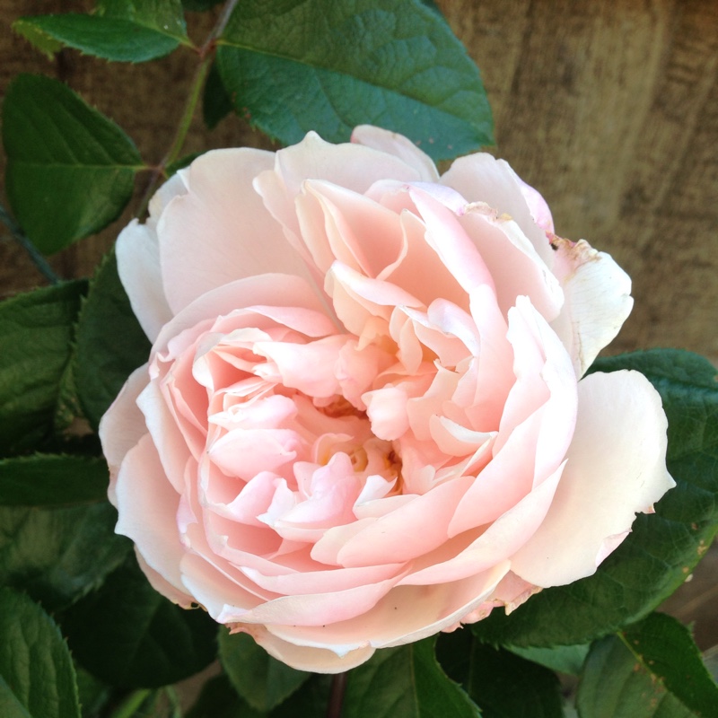 Rose 'The Generous Gardener' (Shrub)