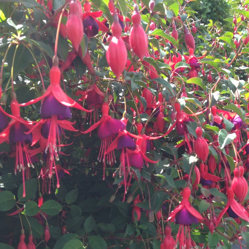 Fuchsia