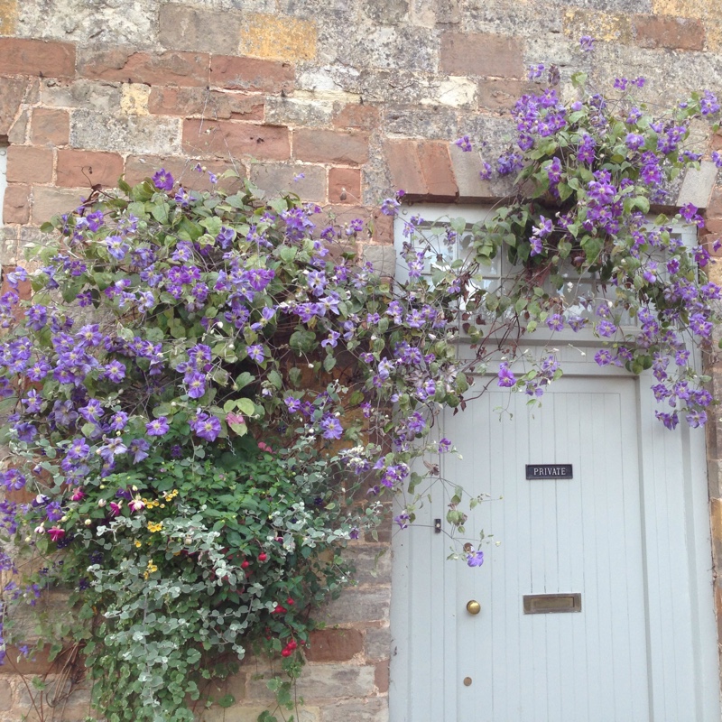 Clematis (Pruning Group 2 - Large Flowering Cultivars)