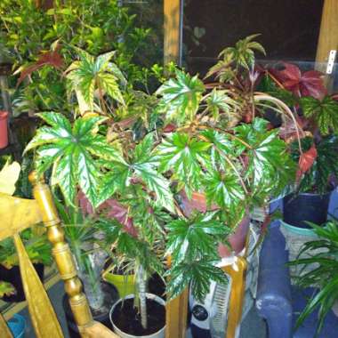 Begonia coccinea