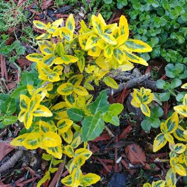 Euonymus japonica 'Aureo-marginata'