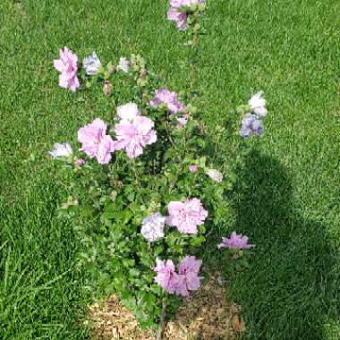 Rose Of Sharon