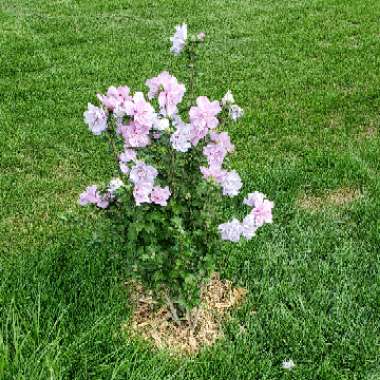 Rose Of Sharon