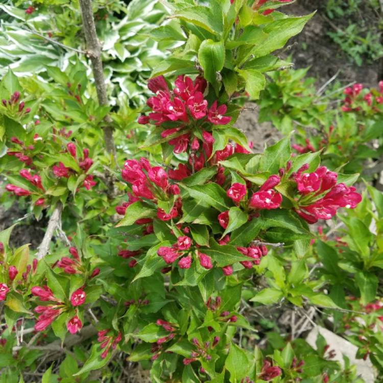 Plant image Weigela 'Olympiade' syn. Weigela 'Briant Rubidor', Weigela 'Rubidor', Weigela 'Rubigold'