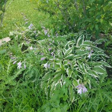 Plantain Lily