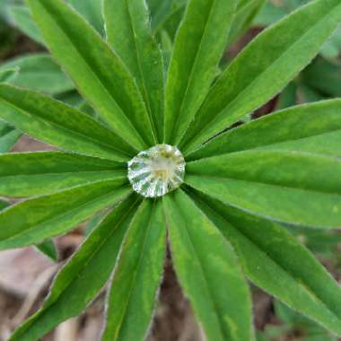 Lupinus perennis