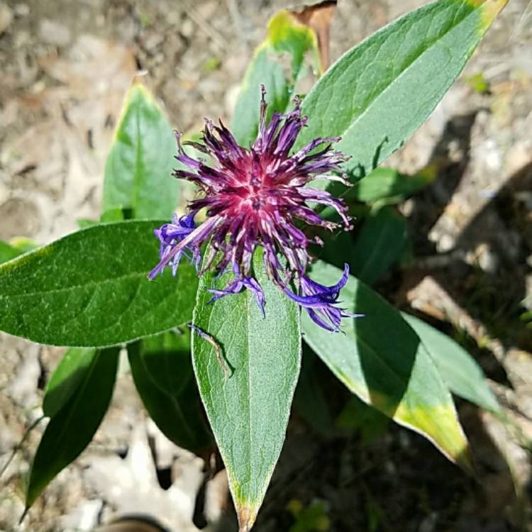 Plant image Monarda 'Petite Wonder'