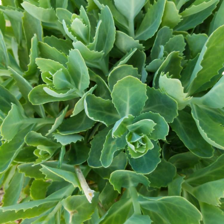 Plant image Sedum Spectabile 'Brilliant'