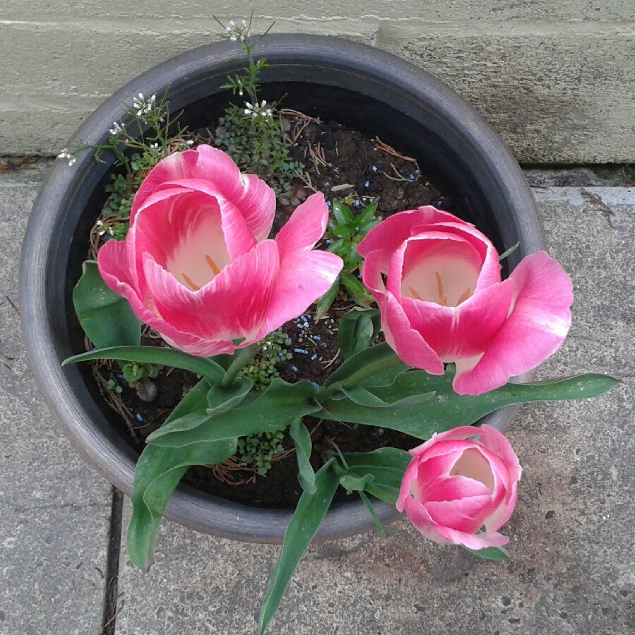 Plant image Tulipa 'Sweet Desire'