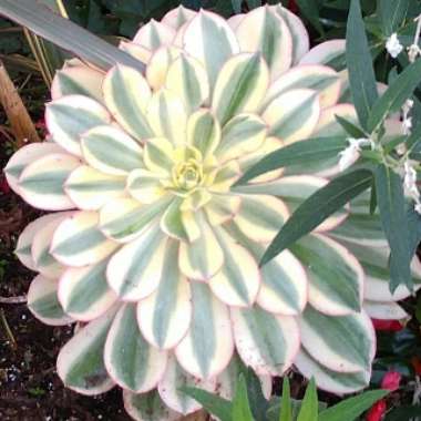 Aeonium 'Sunburst'