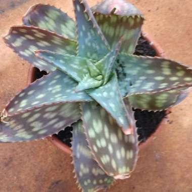 Aloe hemmingii