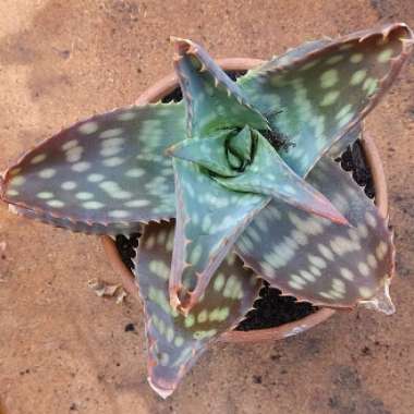 Aloe hemmingii