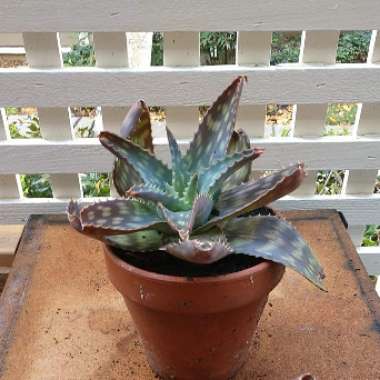 Aloe hemmingii