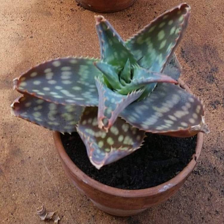 Plant image Aloe hemmingii