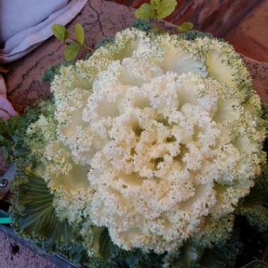 Ornamental Cabbage