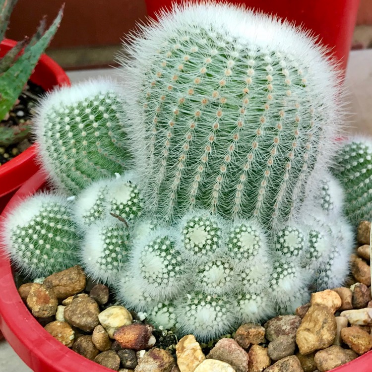 Plant image Notocactus succineus var. albispinus syn. Parodia scopa f. albiseta