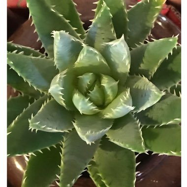 Aloe Brevifolia