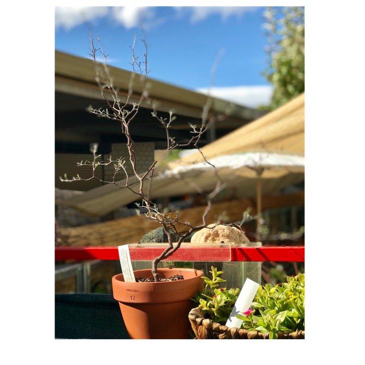 Plant image Corokia cotoneaster