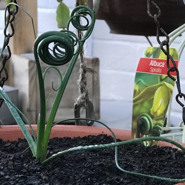 Corkscrew Albuca