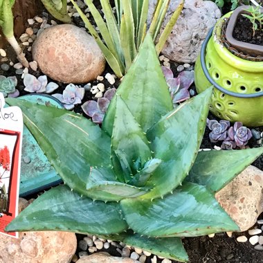 Aloe Big Red