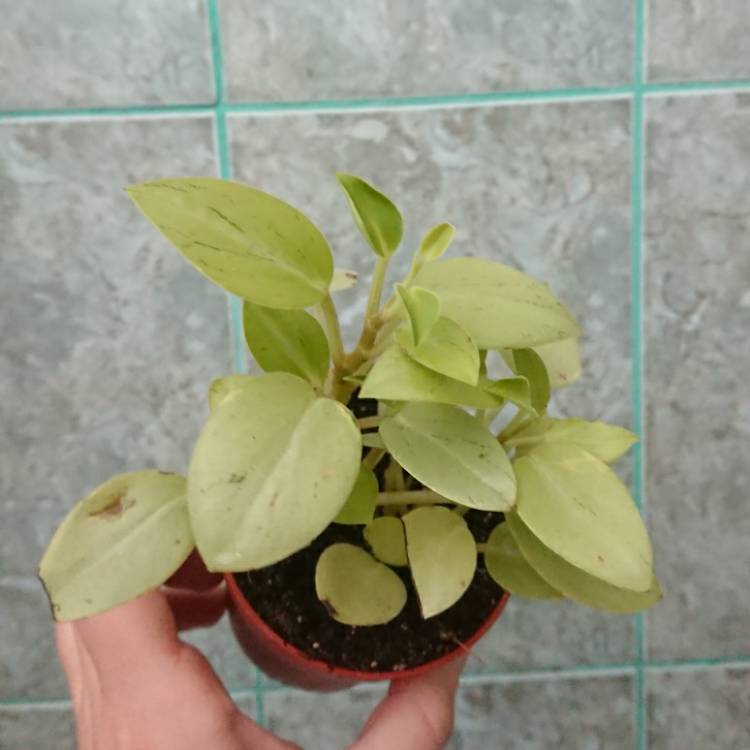 Plant image Peperomia orba 'Pixie Lime'