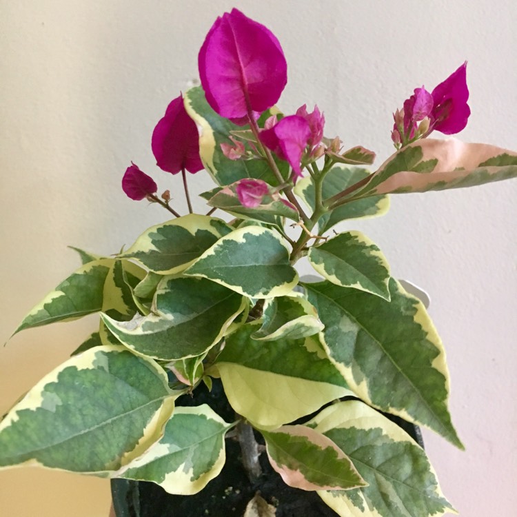 Plant image Bougainvillea 'Vera Variegata'