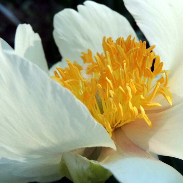 Plant image Paeonia 'Claire de Lune'