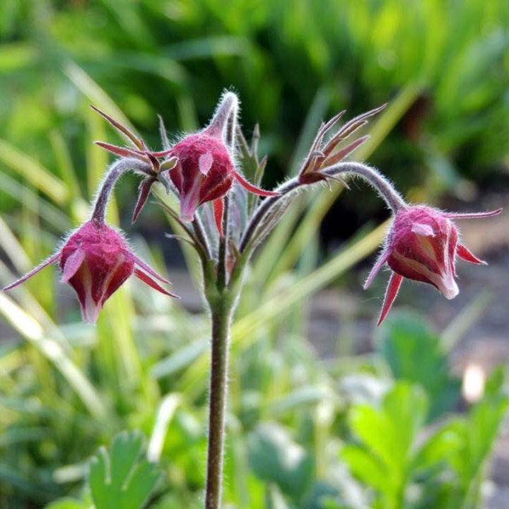 Plant image Geum triflorum