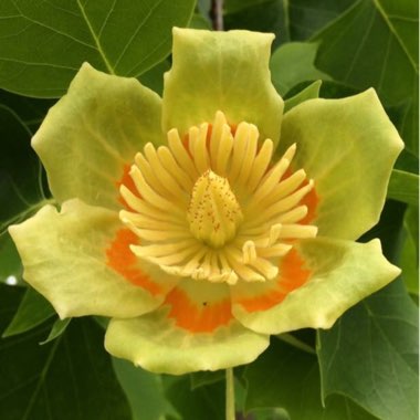 Liriodendron tulipifera