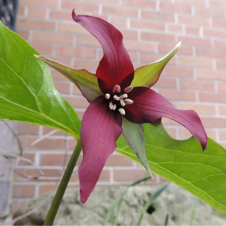 Plant image Trillium erectum