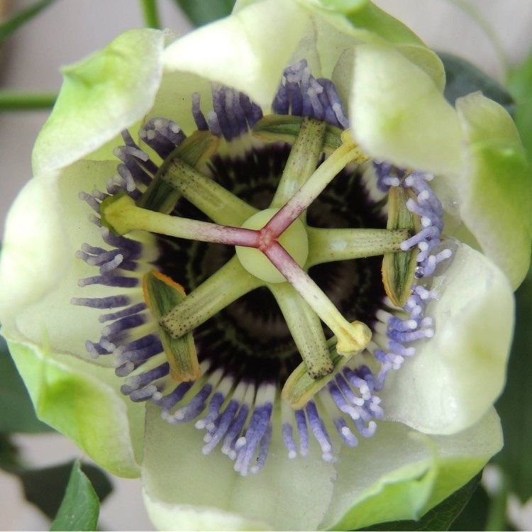 Plant image Passiflora caerulea 'Clear Sky'