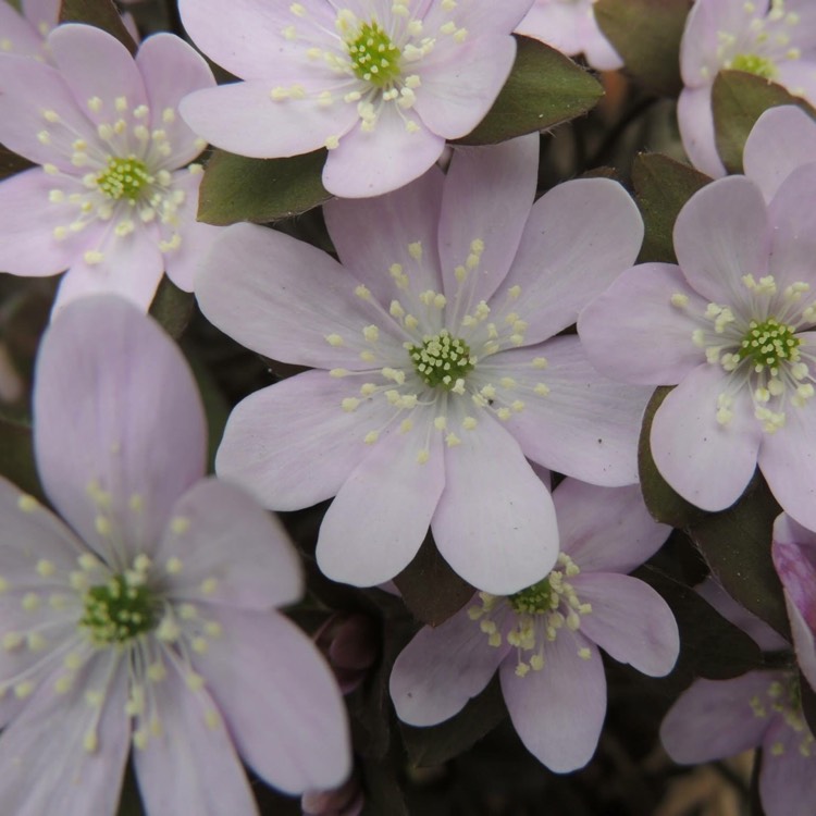 Plant image Hepatica nobilis syn. Anemone hepatica L. ; Hepatica triloba