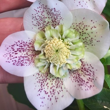 Hellebore 'White Tutu'