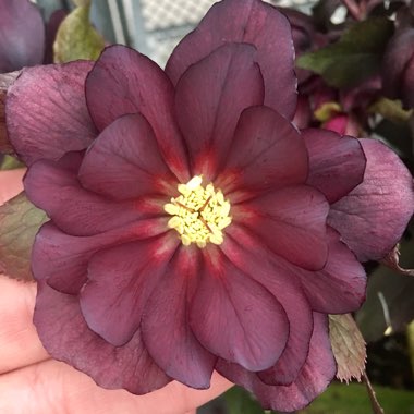 Hellebore 'Red Sapphire'