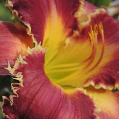 Daylily 'Venus Flytrap'