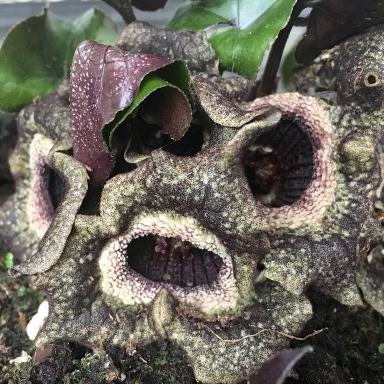 Plant image Asarum splendens syn. Asarum chingchengense