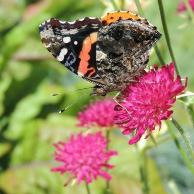 Macedonian Scabious 'Thunder and Lightning'