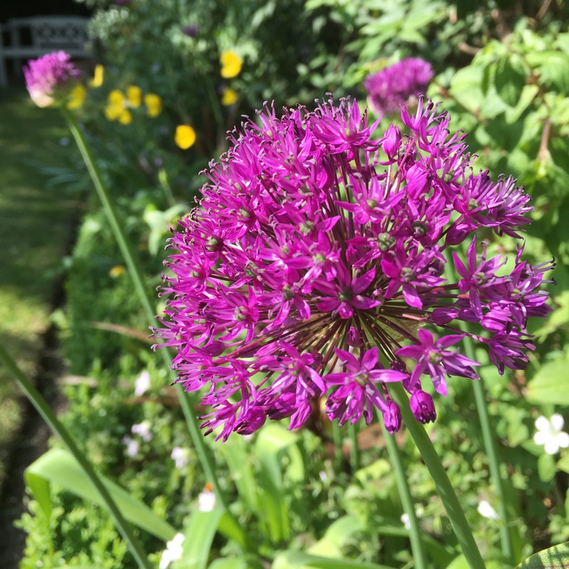 Allium stipitatum 'Purple sensation', Allium 'purple sensation ...