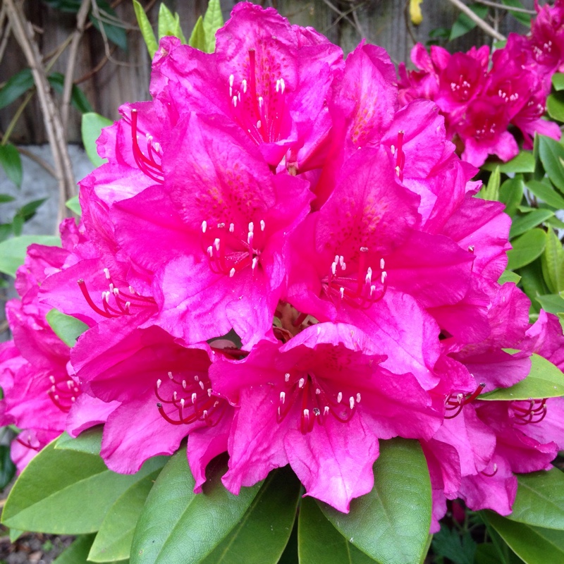 Rhododendron 'Dr H.C Dresselhuys'