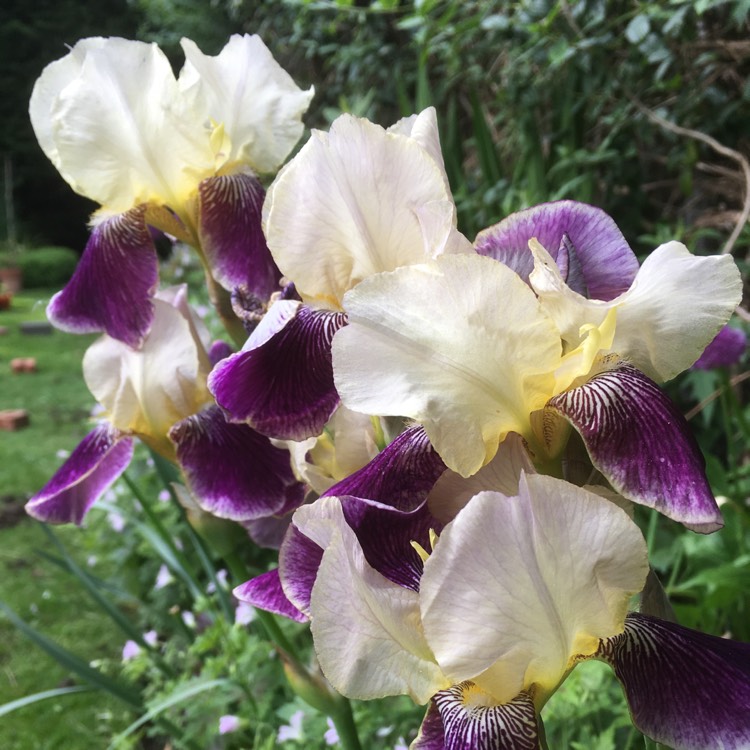 Plant image Iris x germanica 'Nibelungen'