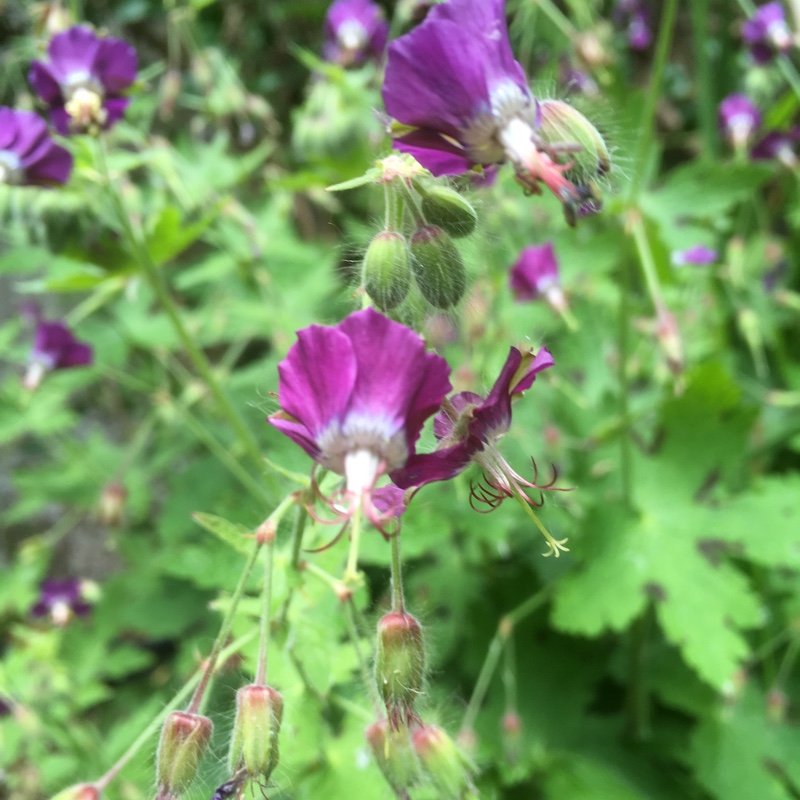 Plant image Geranium phaeum