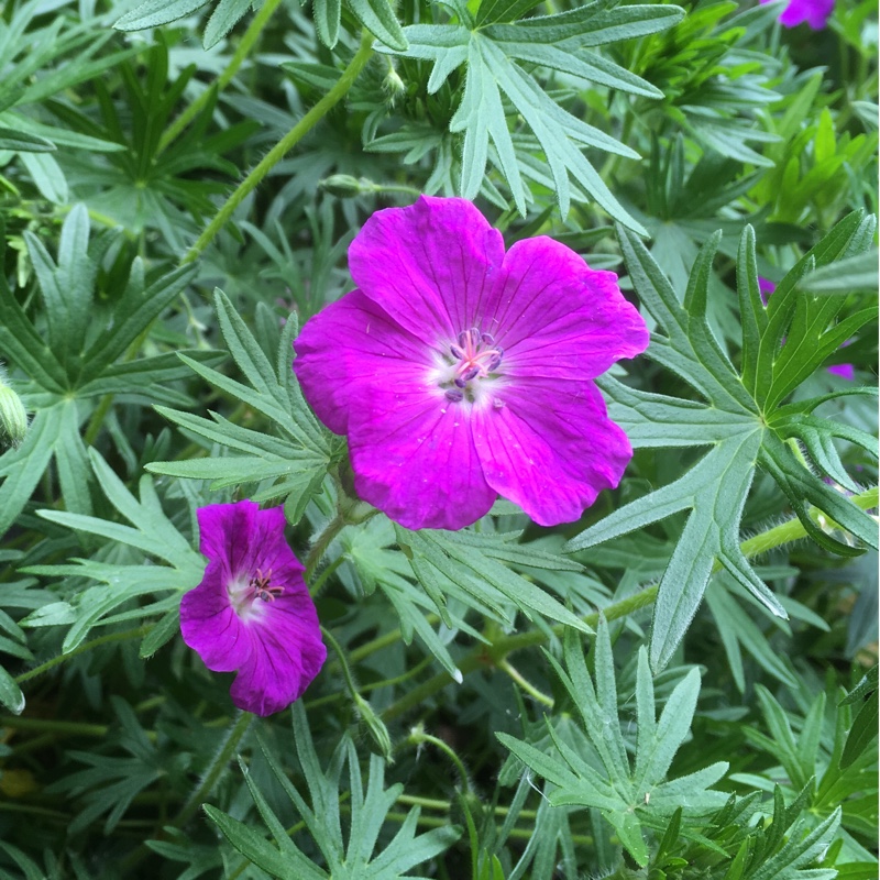 Plant image Geranium sanguineum