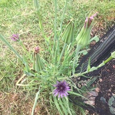 Tragopogon porrifolius