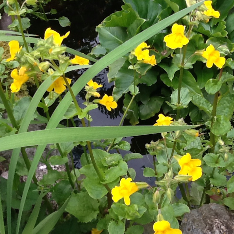 Plant image Mimulus luteus