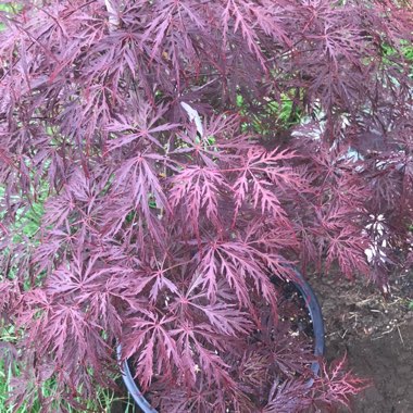 Acer palmatum 'Crimson Queen' (Dissectum Group) syn. Acer palmatum var. dissectum 'Crimson Queen'