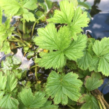 Water Pennywort