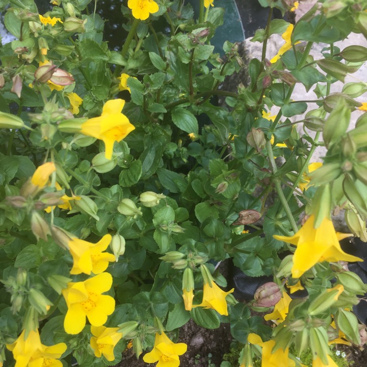 Plant image Mimulus luteus