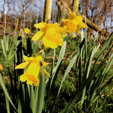 Narcissus obvallaris