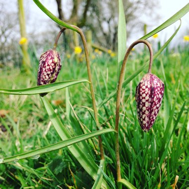 Fritillaria meleagris